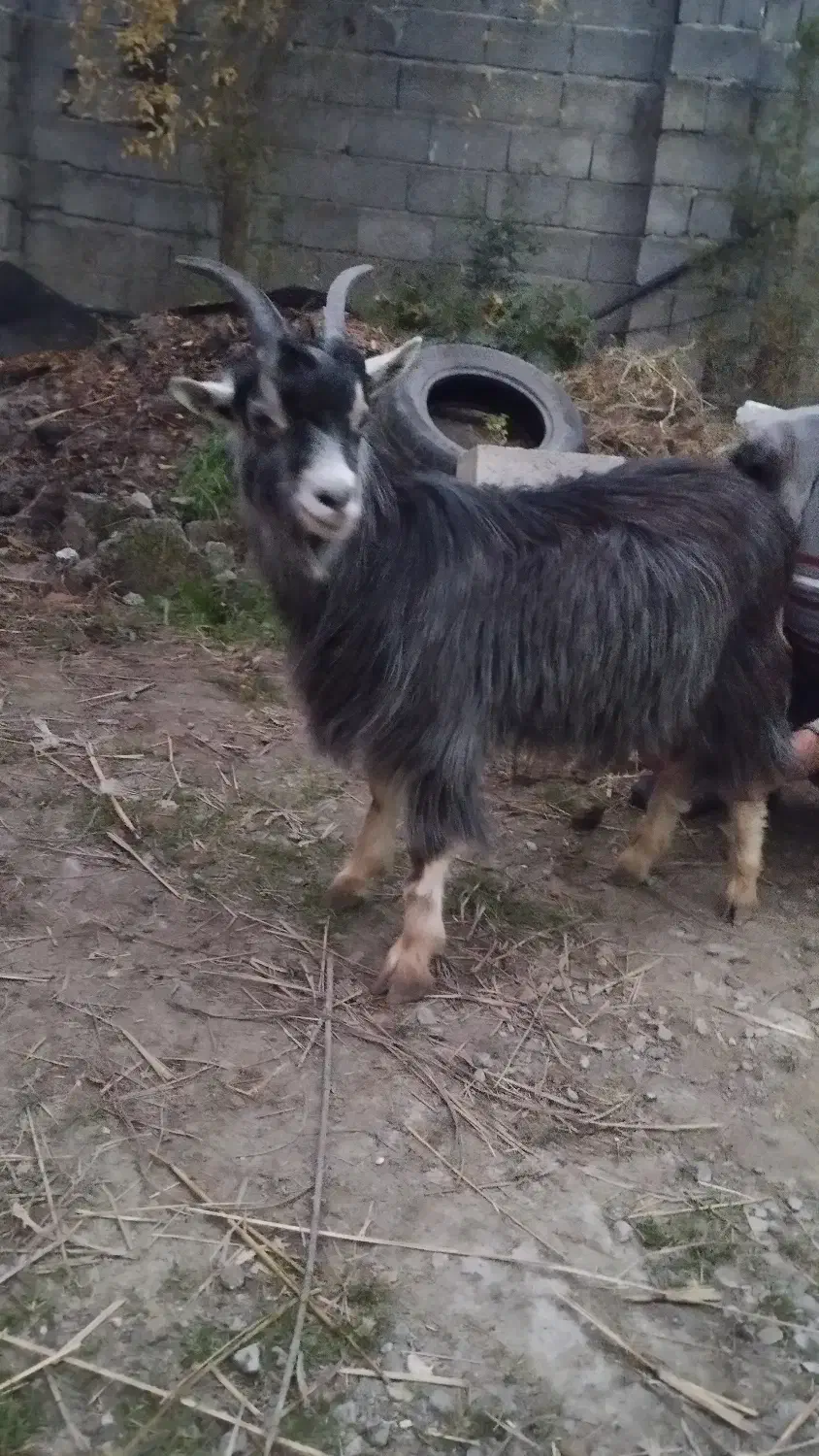 بز ۱۰ماهه ...چاق|حیوانات مزرعه|تنکابن, |دیوار