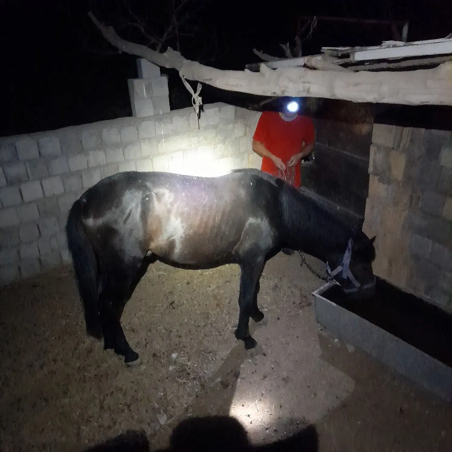 اسب نرتقریبادوساله|اسب و تجهیزات اسب‌سواری|قم, نیروگاه|دیوار