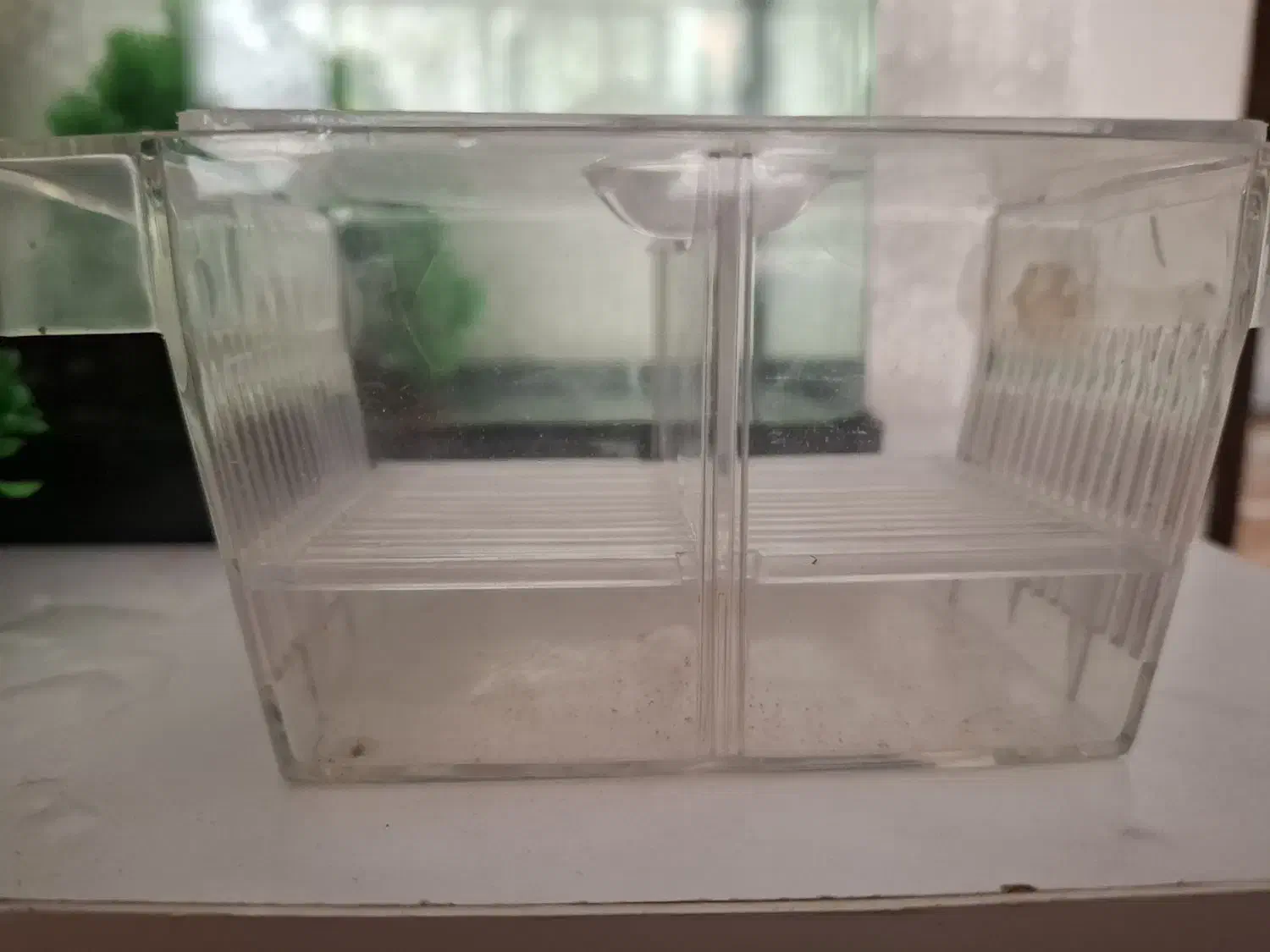 اکواریوم و لوازم|ماهی|اصفهان, رکن الدوله شرقی|دیوار