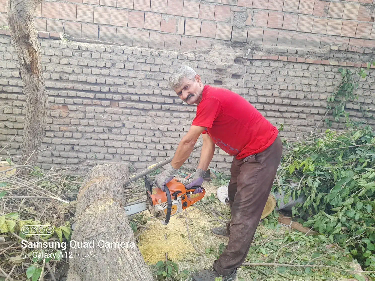 خرید چوب های باغی را نقدا خریدارم|خدمات باغبانی و درختکاری|آزادشهر, |دیوار