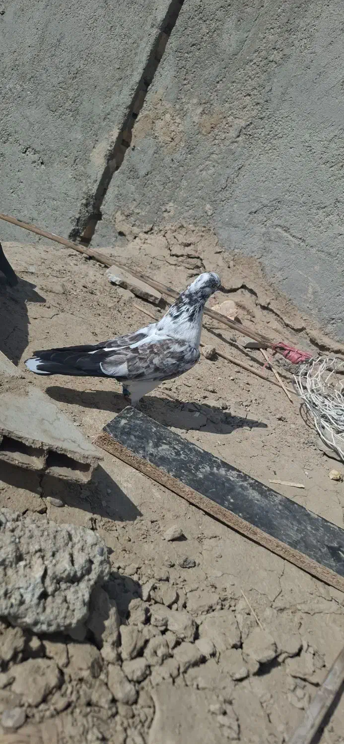 کبوتر گرفتنی|پرنده|هیرمند, |دیوار