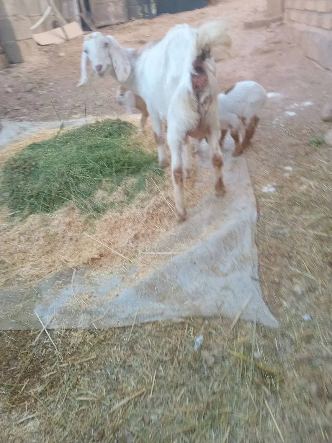 سلام گیسه  با دو کهره|حیوانات مزرعه|کرمان, |دیوار