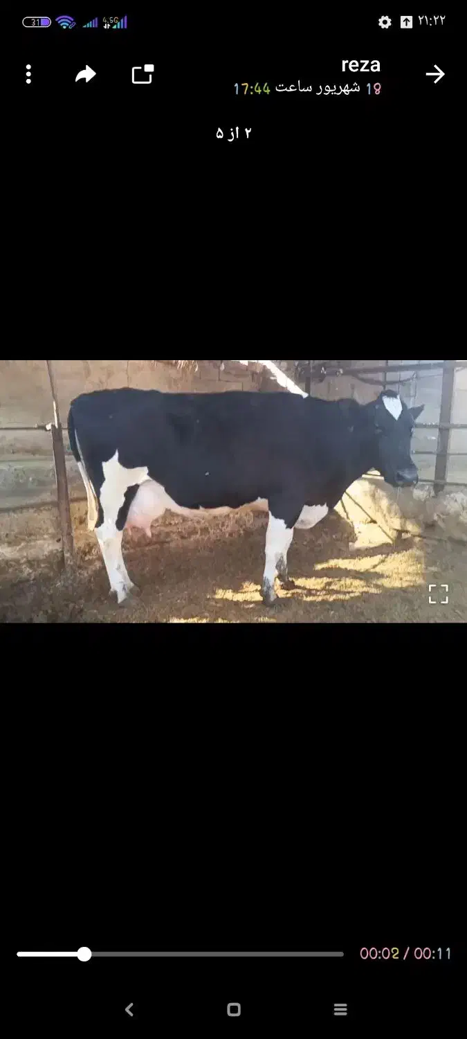 فروش انواع گاو و گوساله|حیوانات مزرعه|کرمان, |دیوار