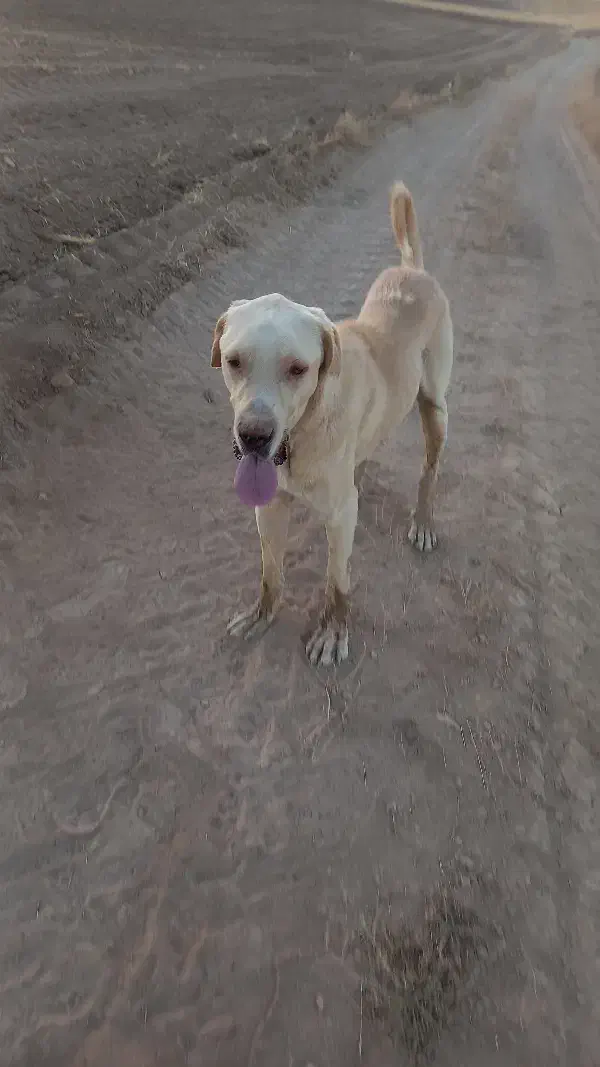 پژدر|سگ|دیواندره, |دیوار