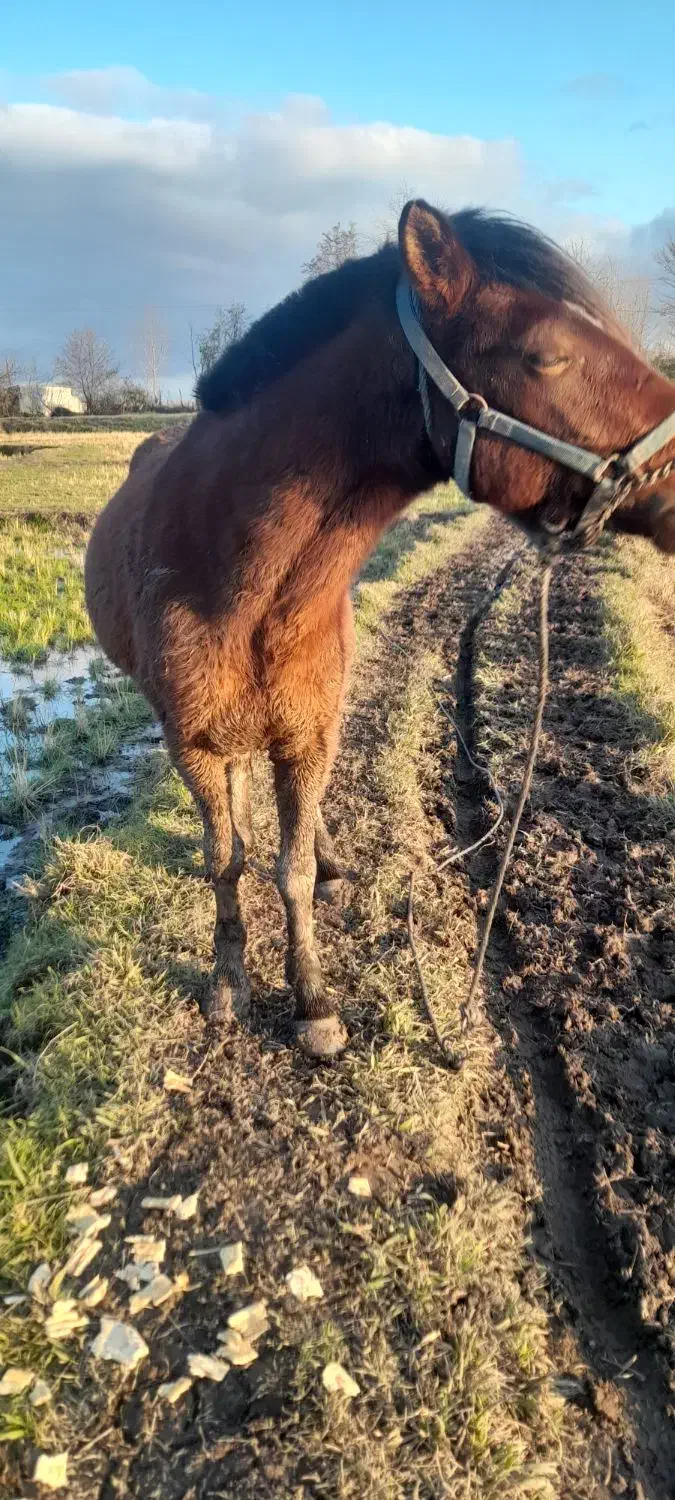 اسب|اسب و تجهیزات اسب‌سواری|لشت نشا, |دیوار
