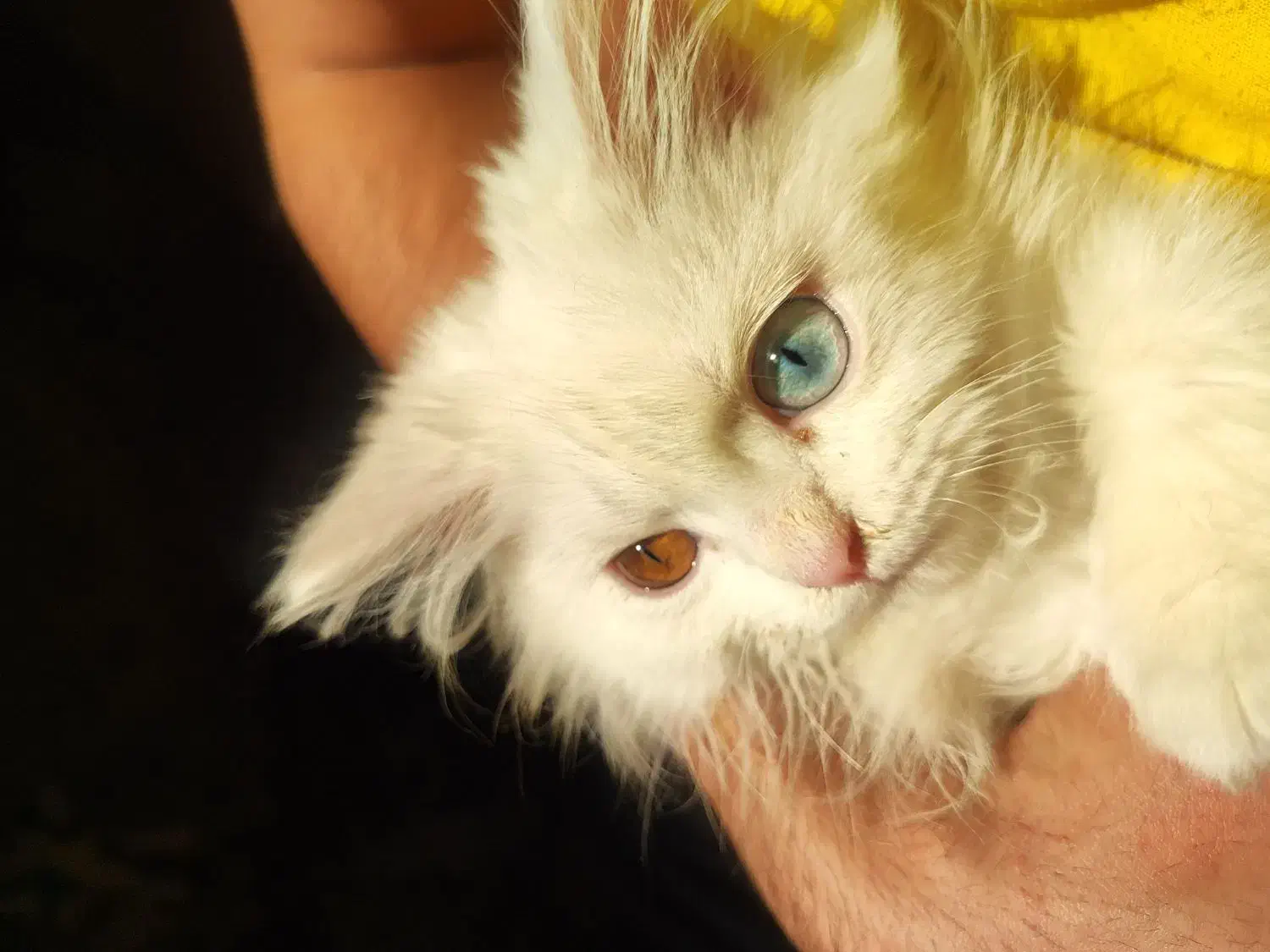 گربه پرشین عروسکی چشم دو رنگ|گربه|تبریز, |دیوار