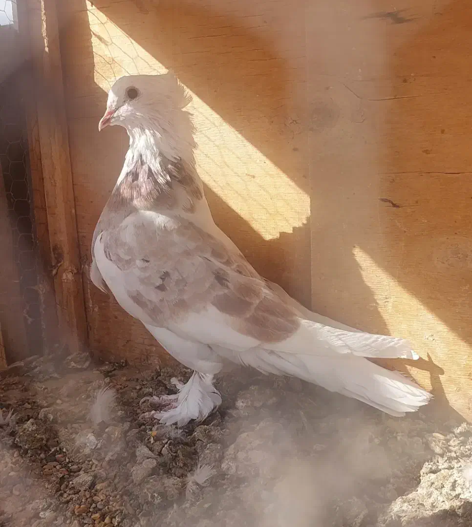 کفتر شازده زرد|پرنده|قم, کاسه گران|دیوار