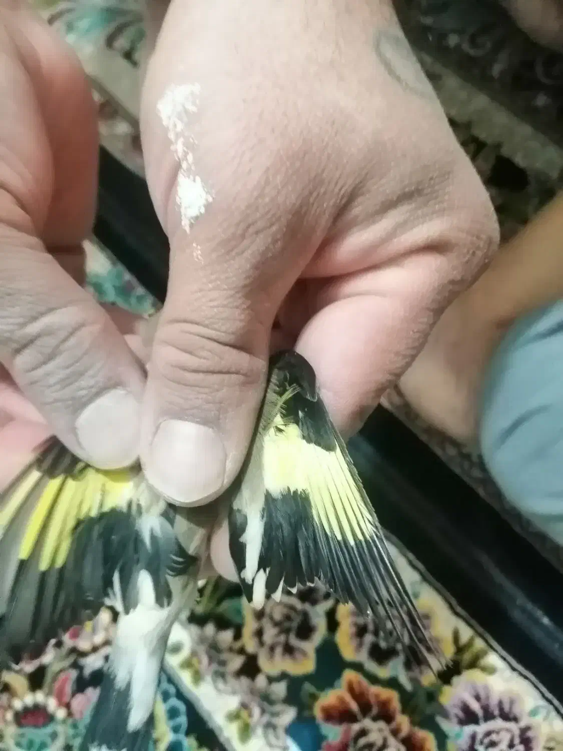 سهره جوجه نر|پرنده|بومهن, |دیوار