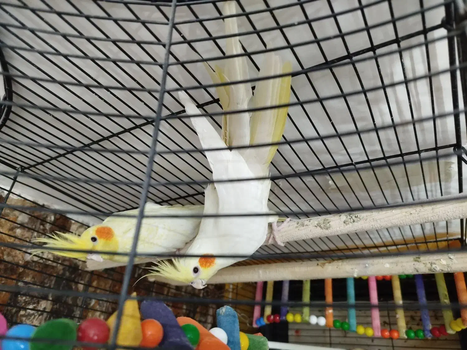 جفت عروس هلندی لوتینو|پرنده|مشهد, انقلاب|دیوار