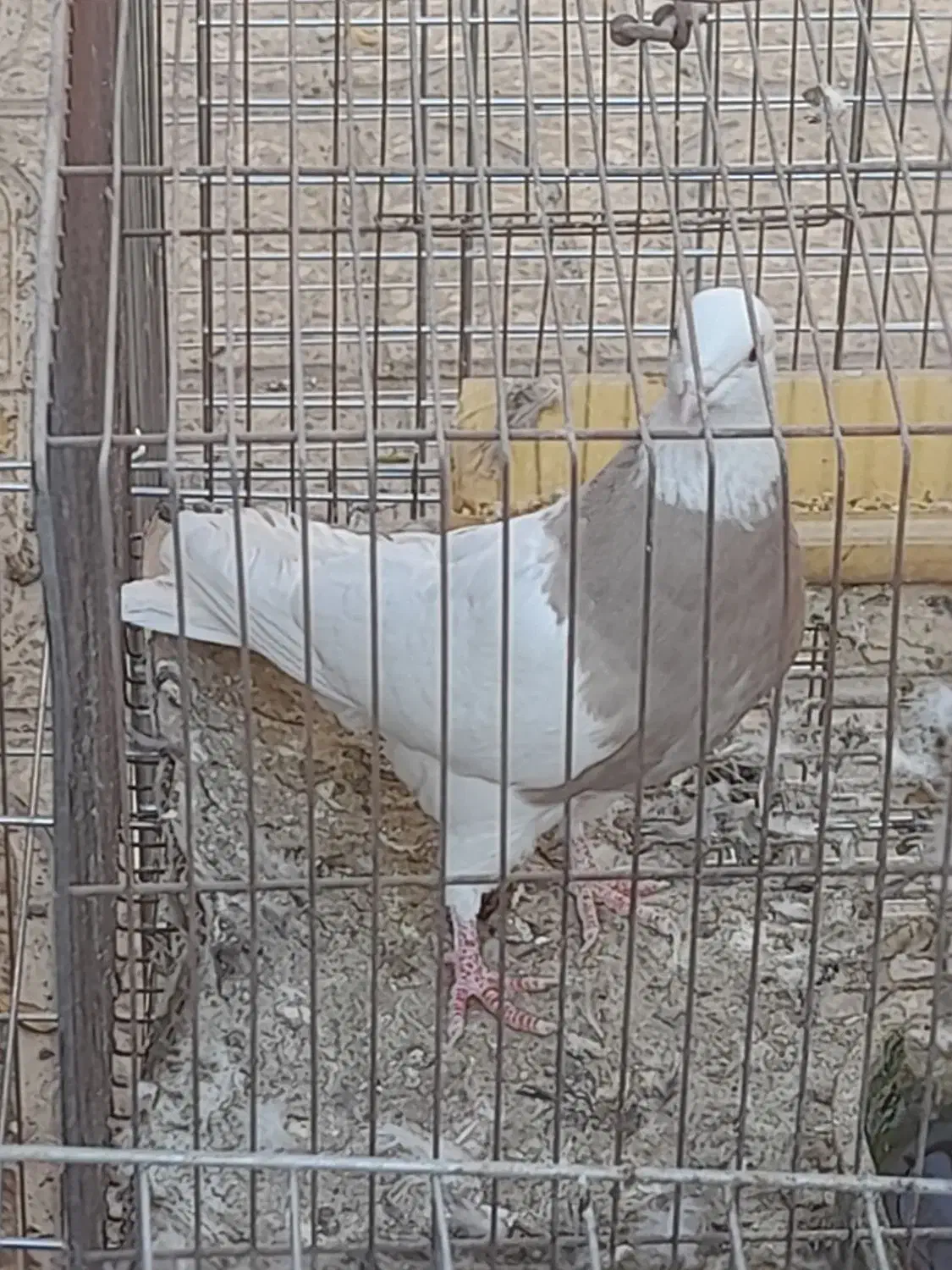 طوقی ماده درجه یک|پرنده|مبارکه, |دیوار