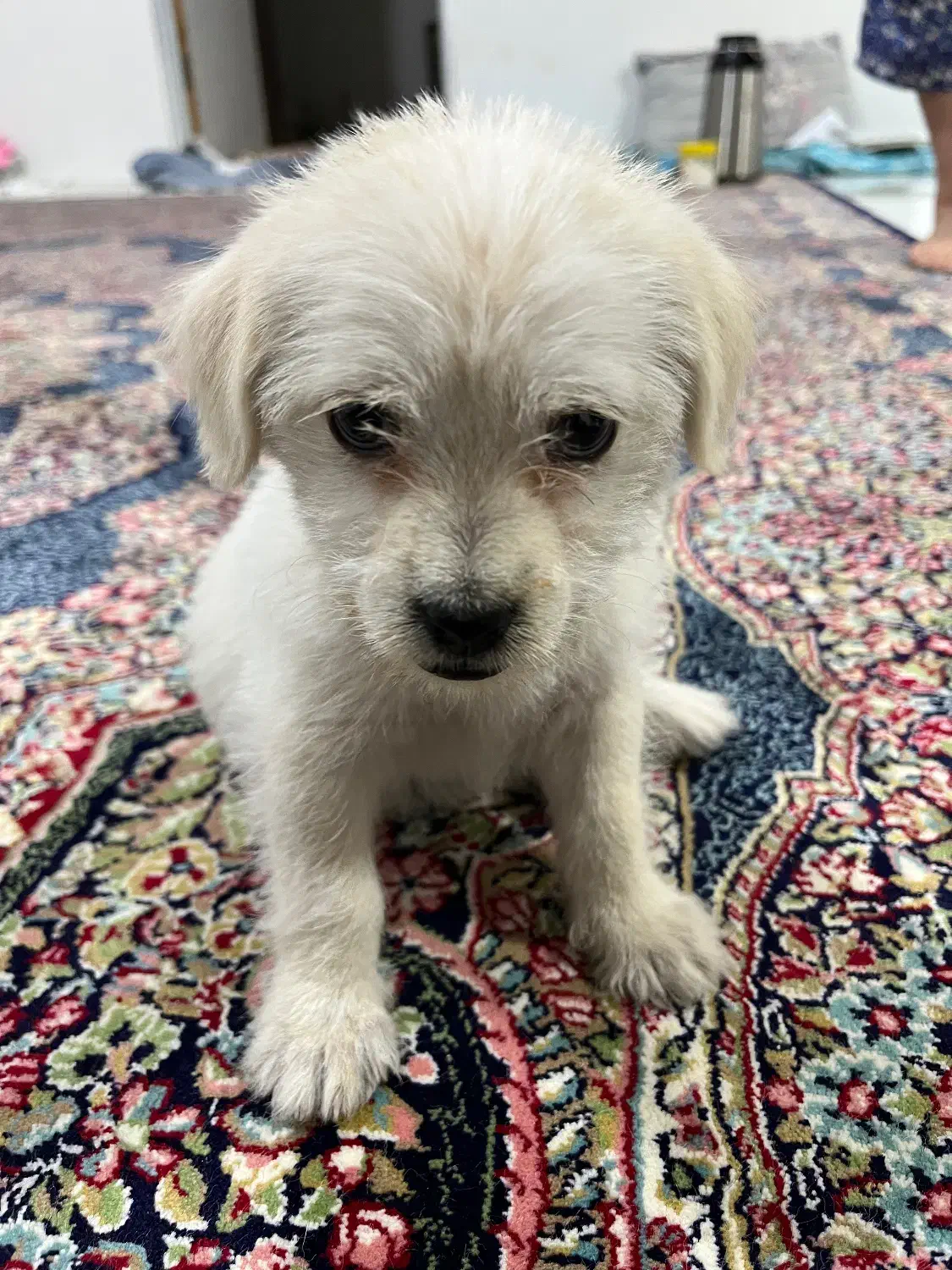 سگ پا کوتاه نژاد دار|سگ|مشهد, طلاب|دیوار