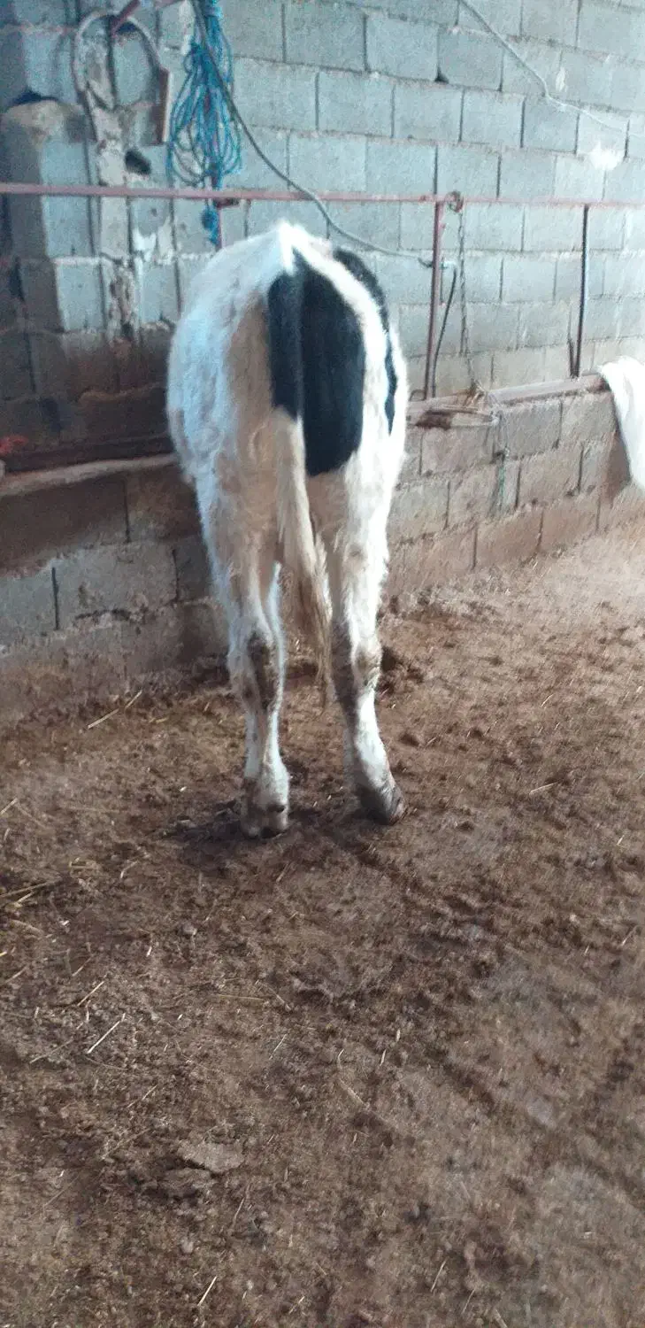 گوساله نر هلشتاین|حیوانات مزرعه|کوثر, |دیوار