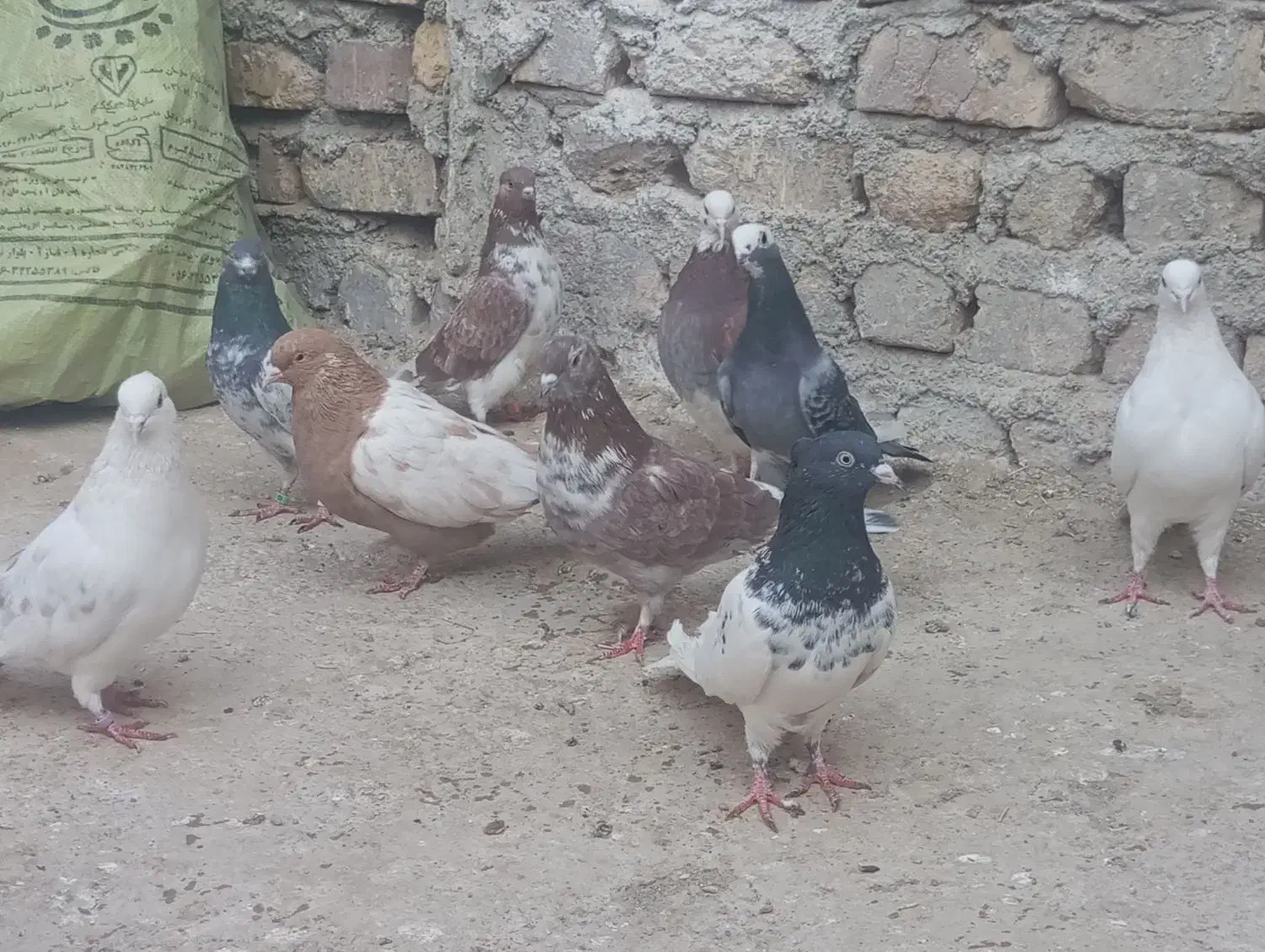 کبوتر|پرنده|زابل, |دیوار