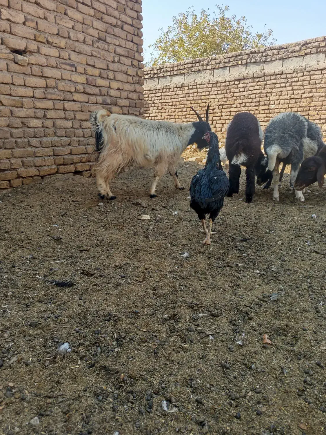 سلام دوستان دوراس بز سه ماه اوست|حیوانات مزرعه|رشتخوار, |دیوار