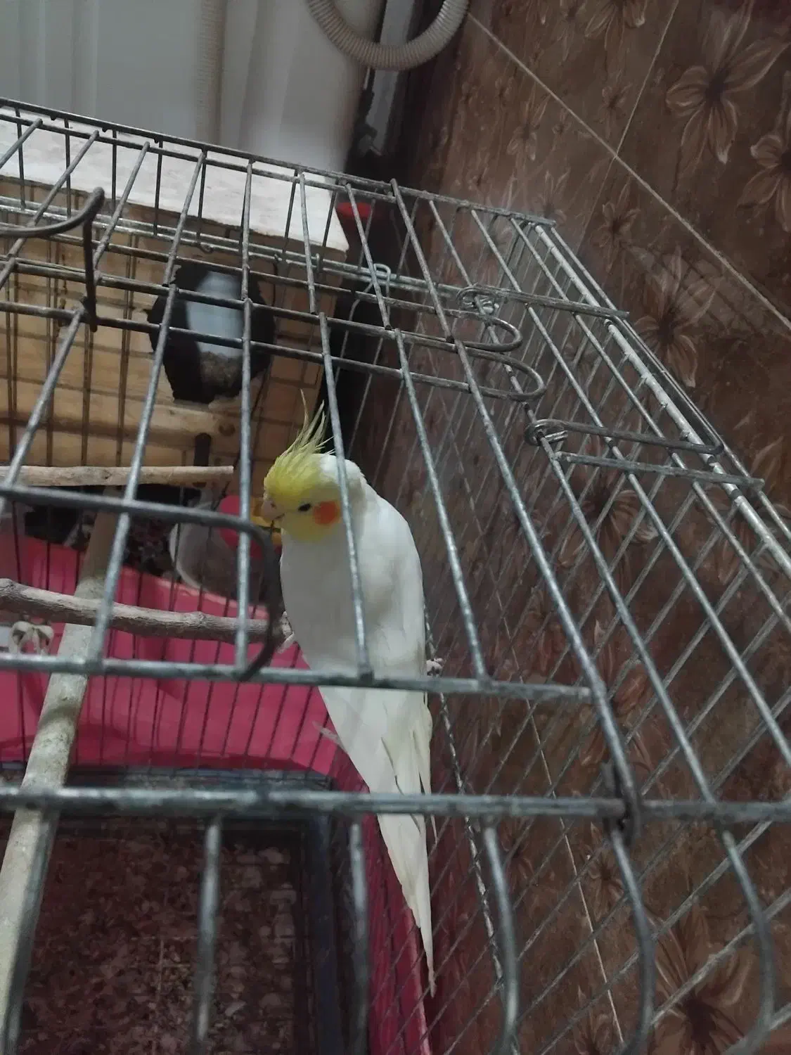 عروس هلندی|پرنده|پاکدشت, حصار امیر|دیوار