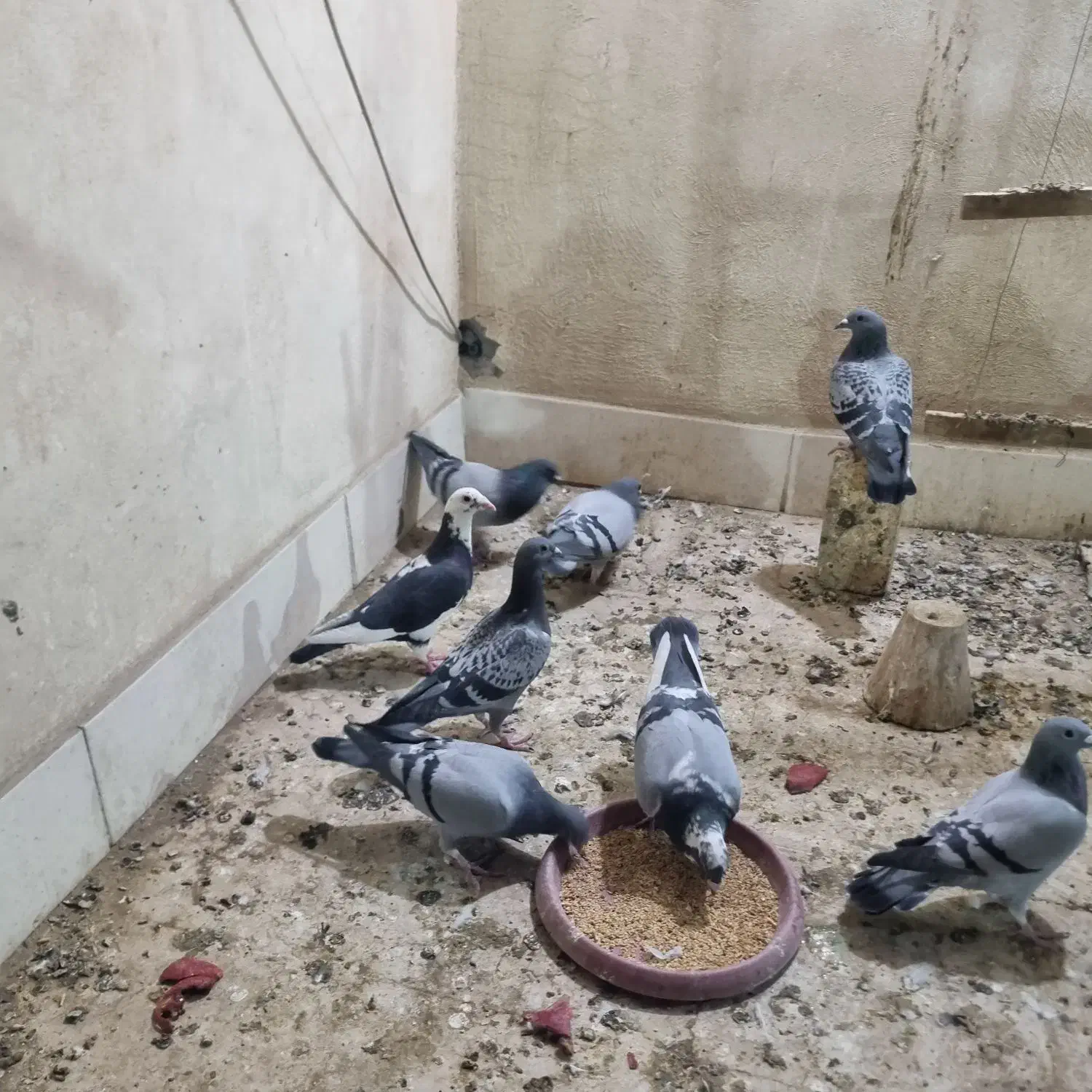 پلاکی مسافتی|پرنده|خمینیشهر, |دیوار