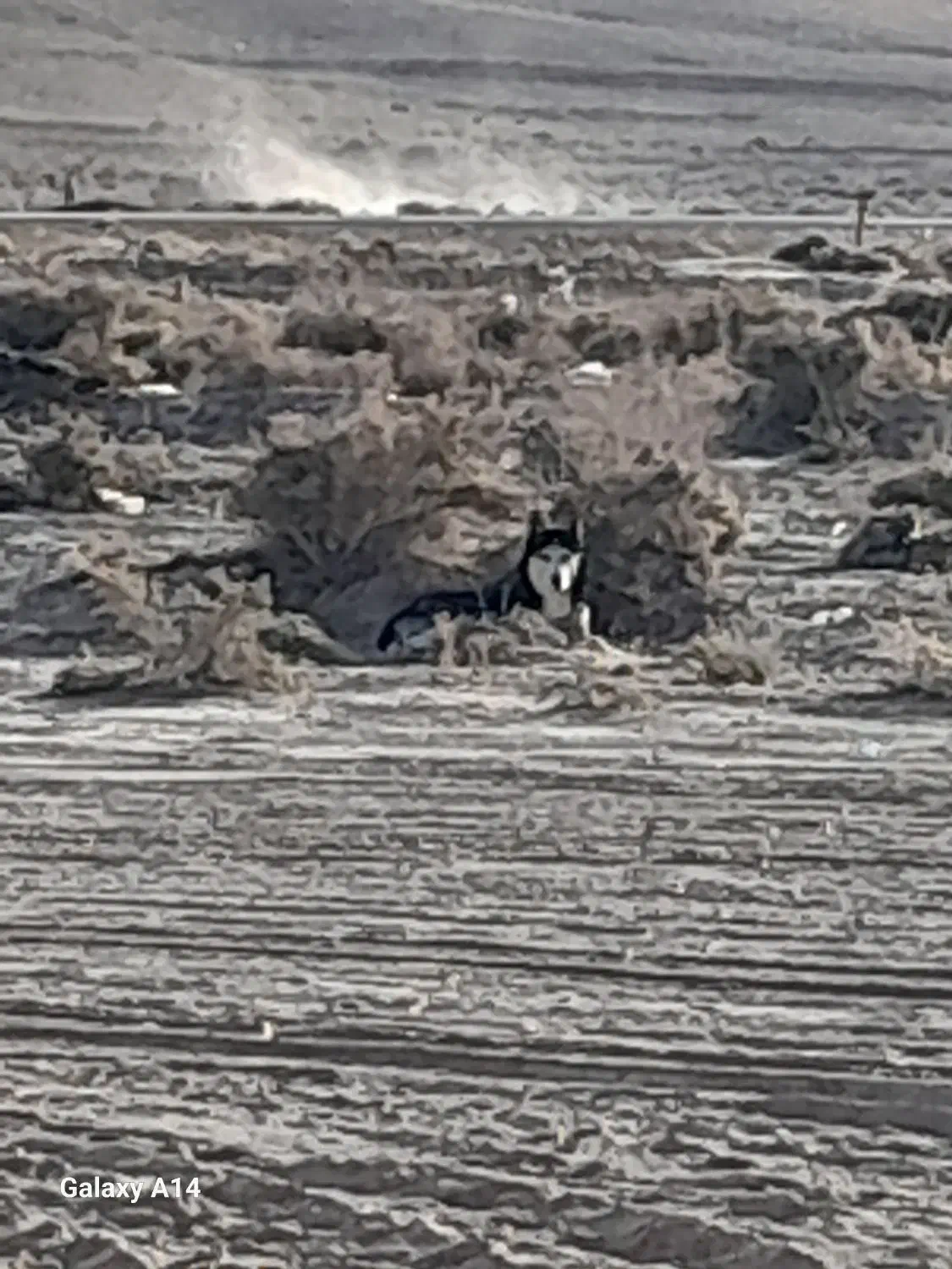 سگ هاسکی|سگ|سرولایت, |دیوار