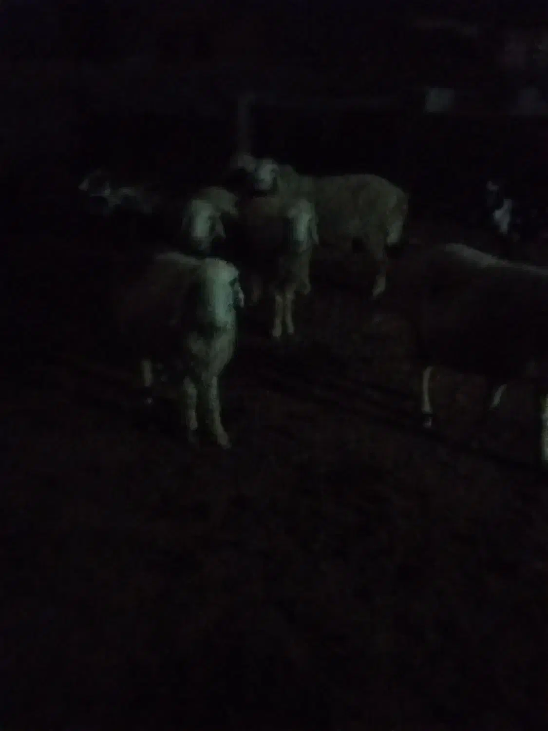 پاژن جوان وهشت راس میش|حیوانات مزرعه|راهگان, |دیوار