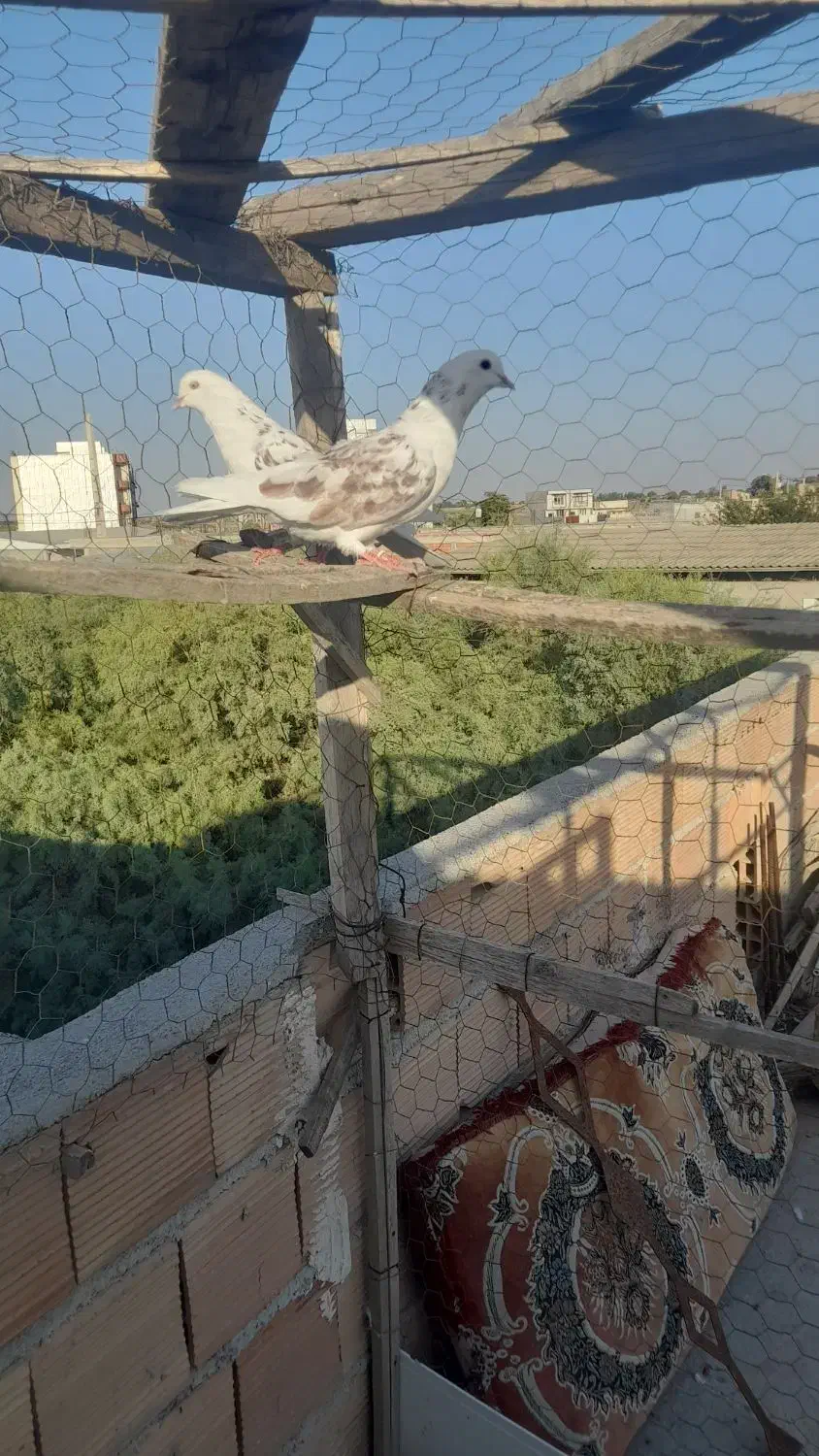 کفتر|پرنده|آق قلا, |دیوار