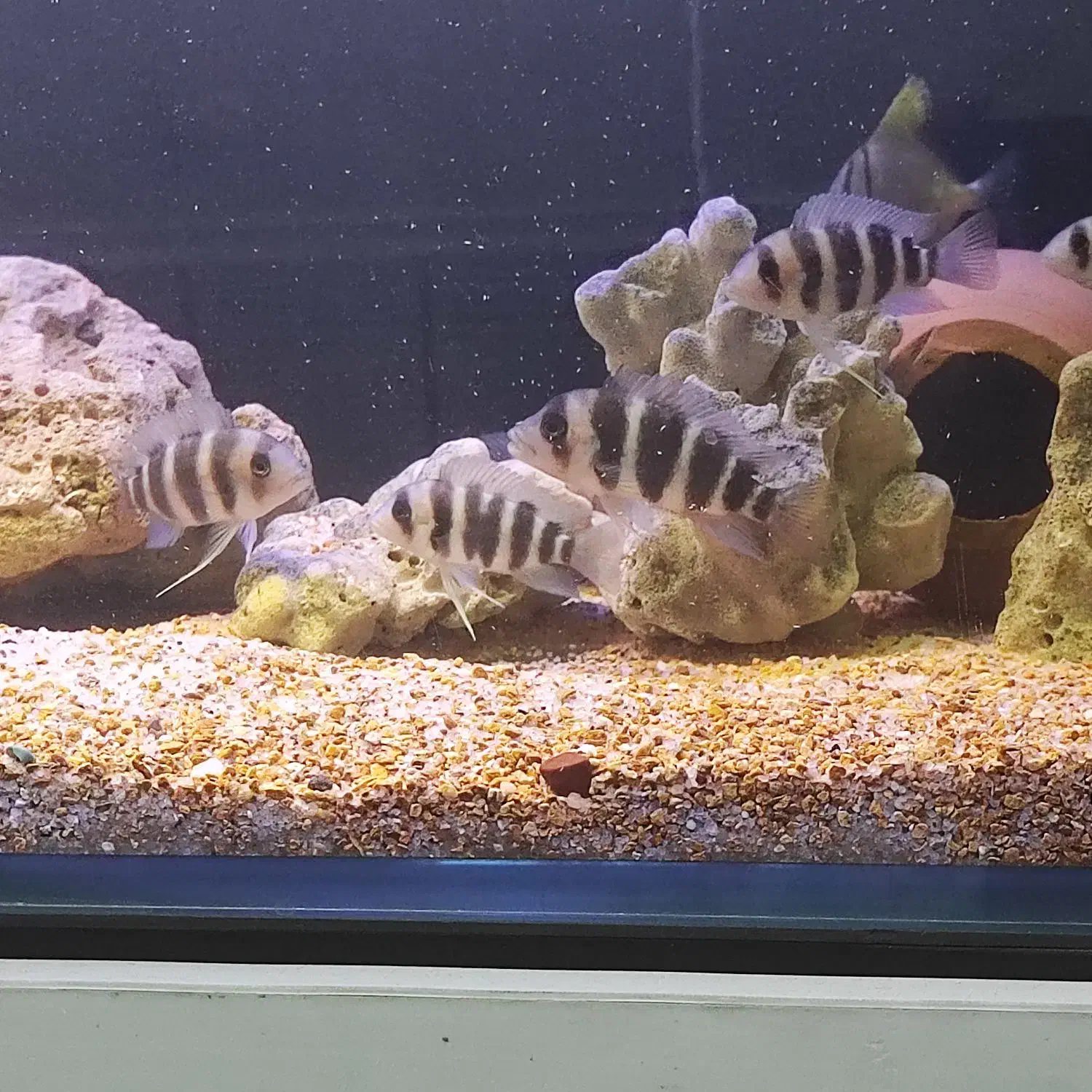 فرانتوزا|ماهی|خرمشهر, |دیوار