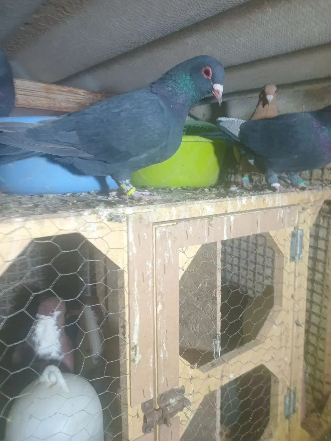 ۵تا ماده|حیوانات|رفسنجان, |دیوار