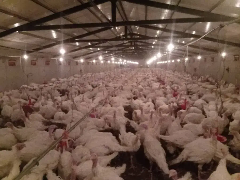 بوقلمون ارگانیک|حیوانات مزرعه|آباده, |دیوار