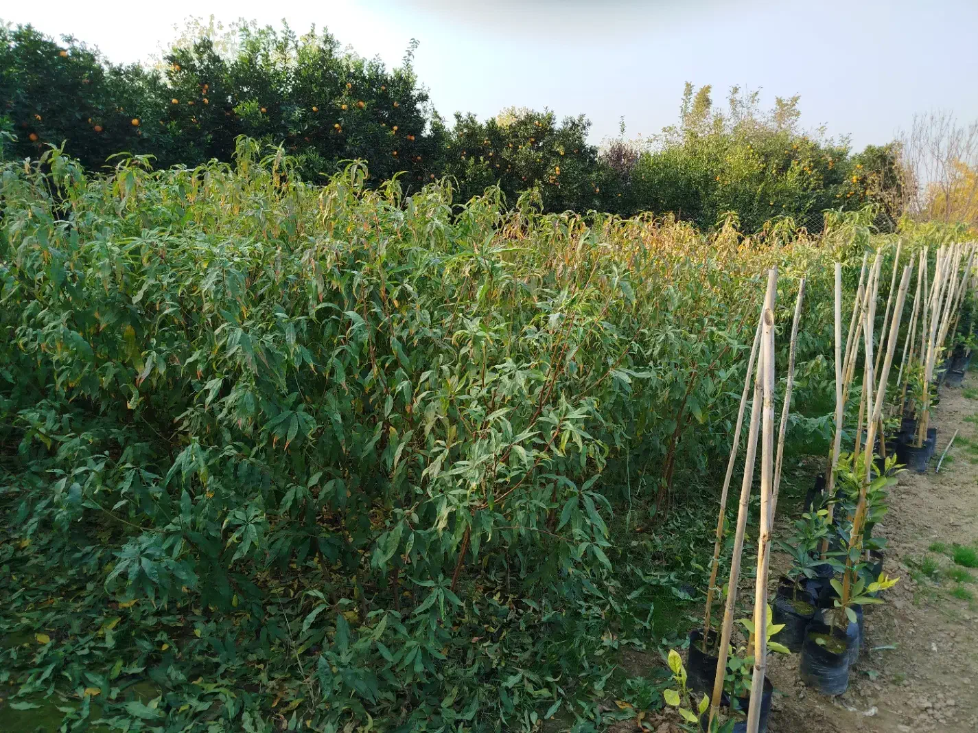 فروش ویژه عمده و تکی نهال شلیل حسن پوری زودرس|خدمات باغبانی و درختکاری|آکند, |دیوار