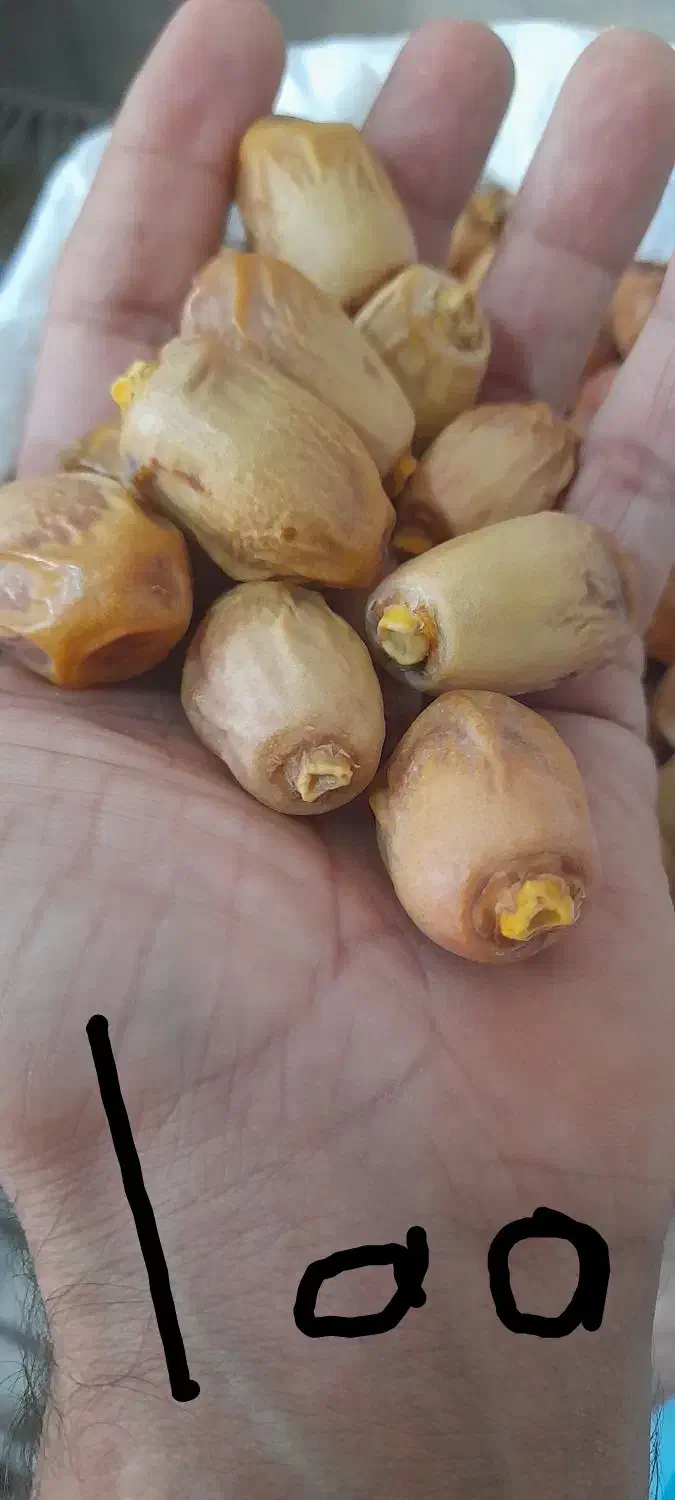 قصب زاهدی|خوردنی و آشامیدنی|کردیان, |دیوار