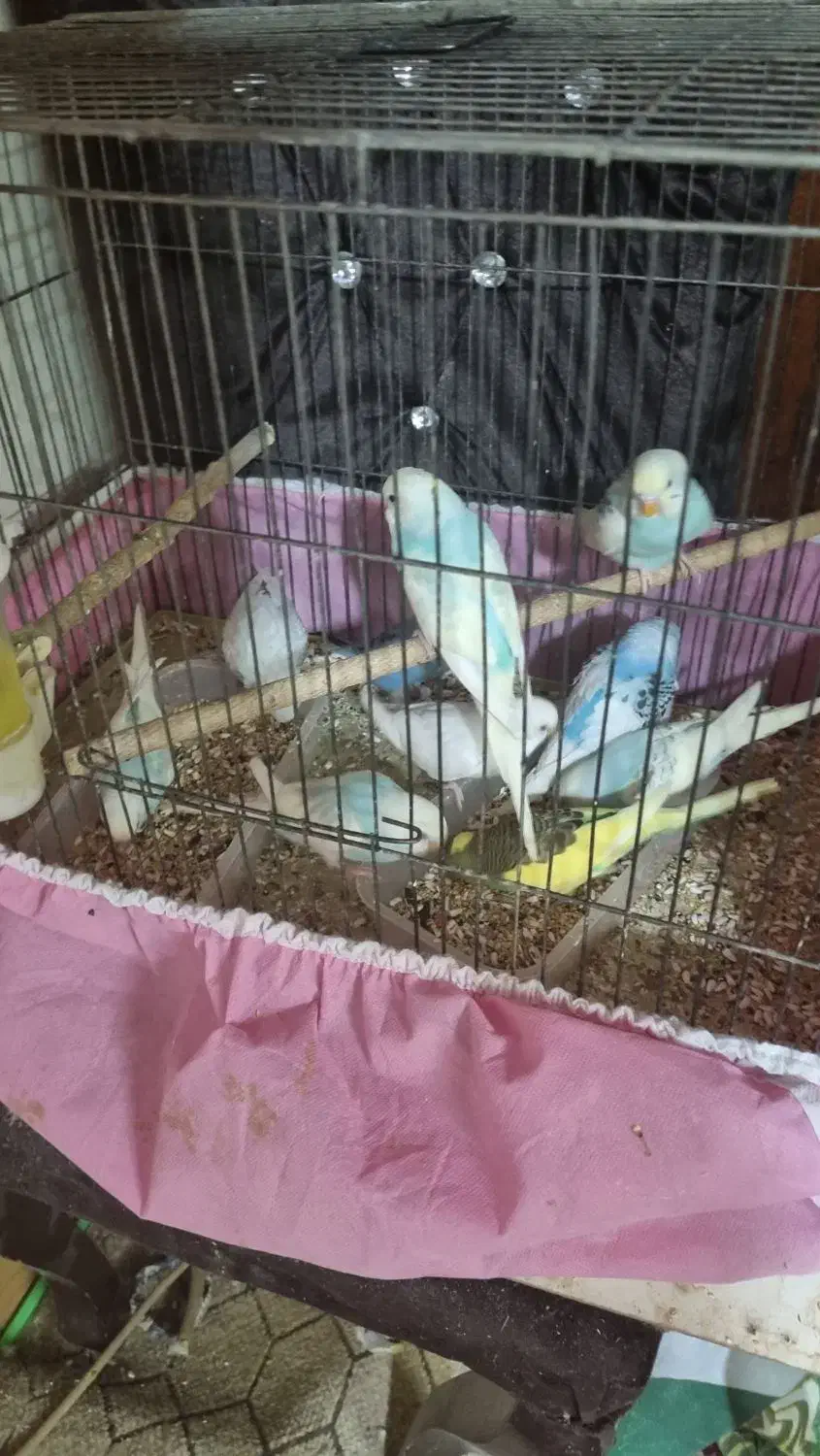 مرغ عشق|پرنده|تاکستان, |دیوار