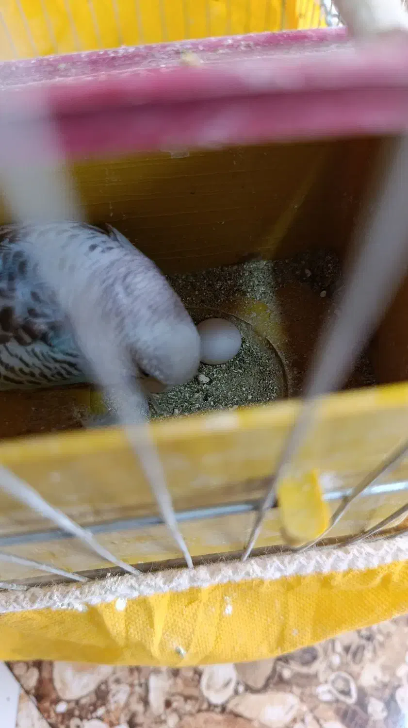 طوطی برزیلی.مرغ عشق|پرنده|ایذه, |دیوار