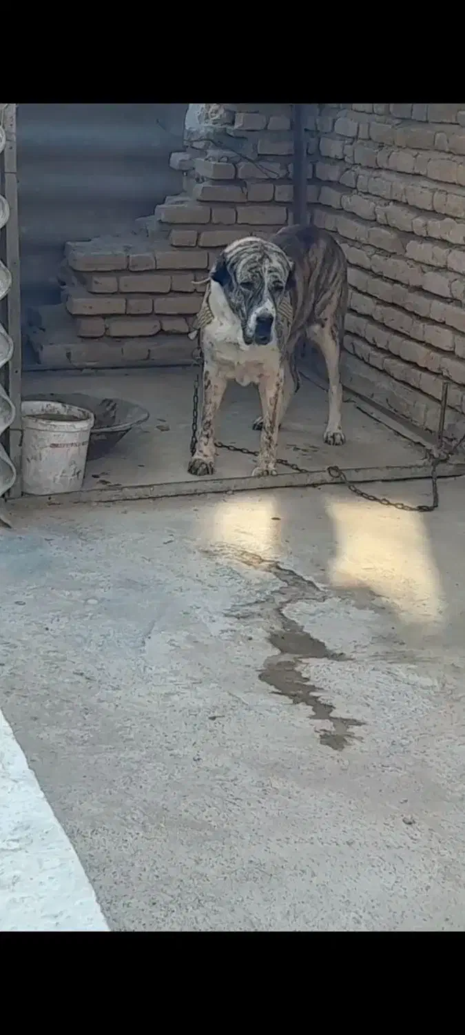 ماده البای بزرگترین ماده داخل ایران|سگ|ورامین, جعفر آباد اخوان|دیوار