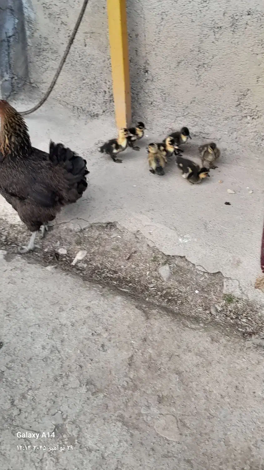 کلشکن با ۷ عدد جوجه اردک|حیوانات مزرعه|گوراب زرمیخ, |دیوار