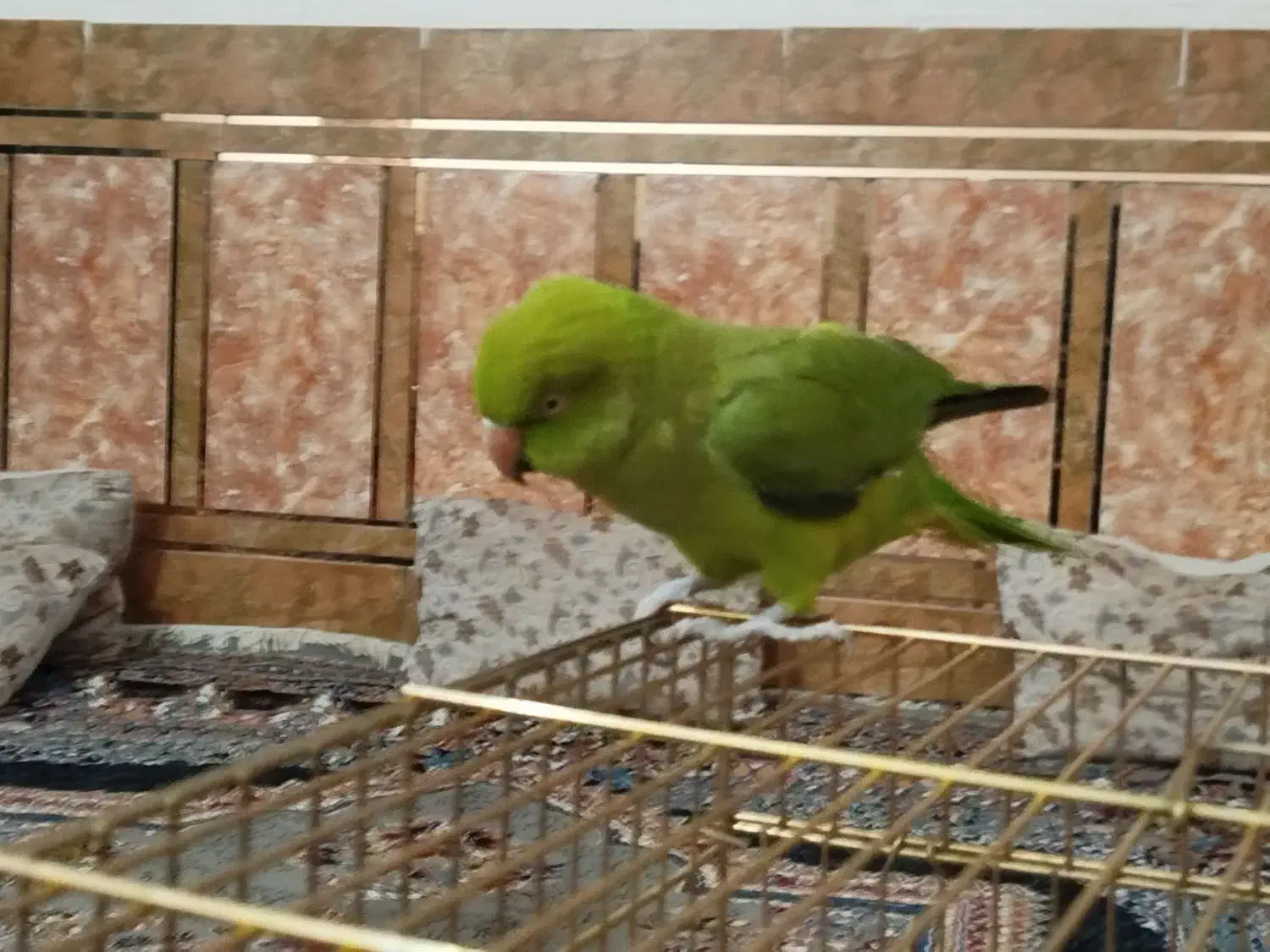 ملنگو|پرنده|خرمشهر, |دیوار