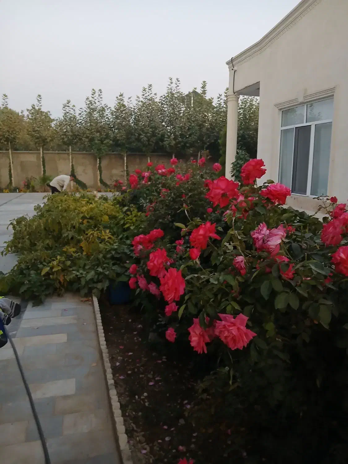 چوب بری وهرس کاری|خدمات باغبانی و درختکاری|چهارباغ, |دیوار