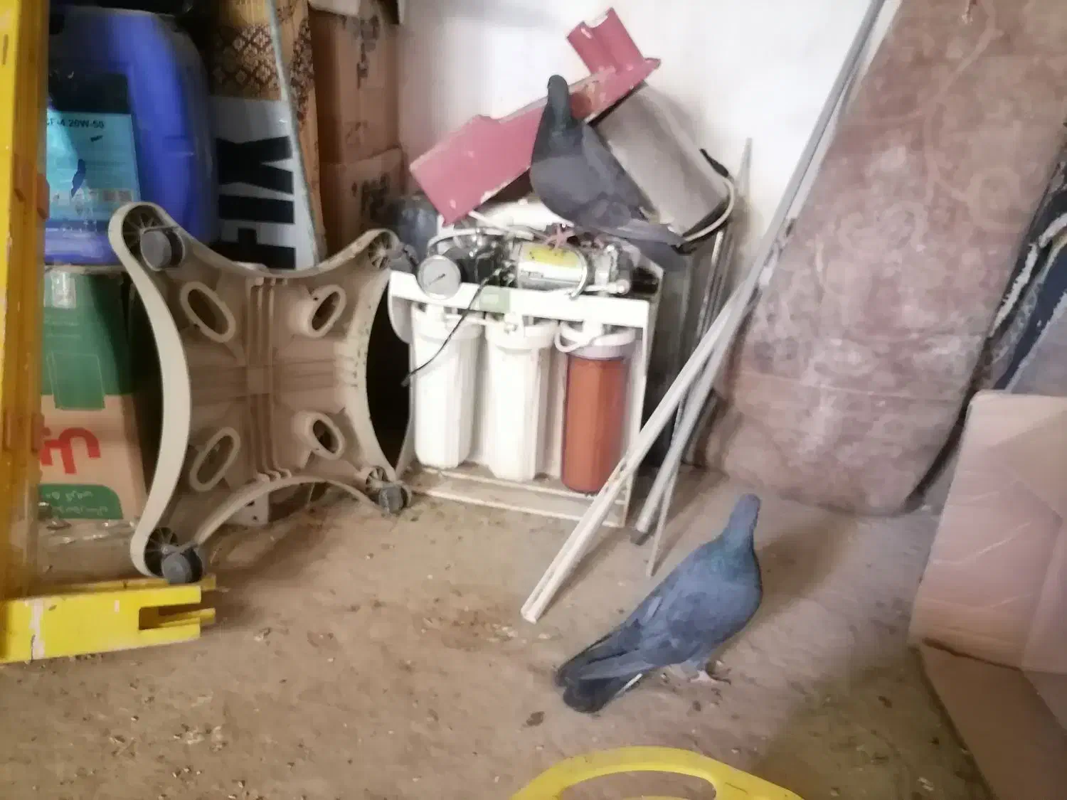 فروش عروس هلندی و کبوتر زاغ نرو ماده|پرنده|زاهدان, |دیوار