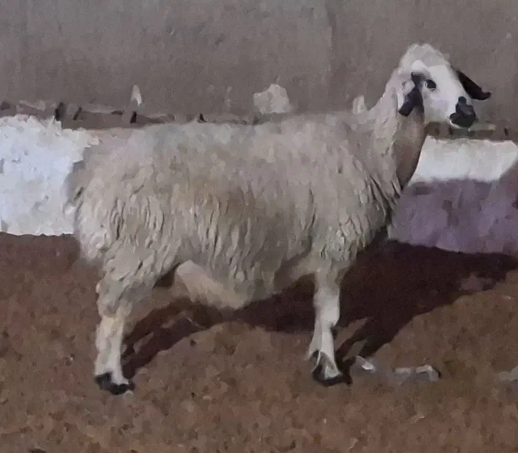 میش آبستن نزدیک زا|حیوانات مزرعه|دره شهر, |دیوار