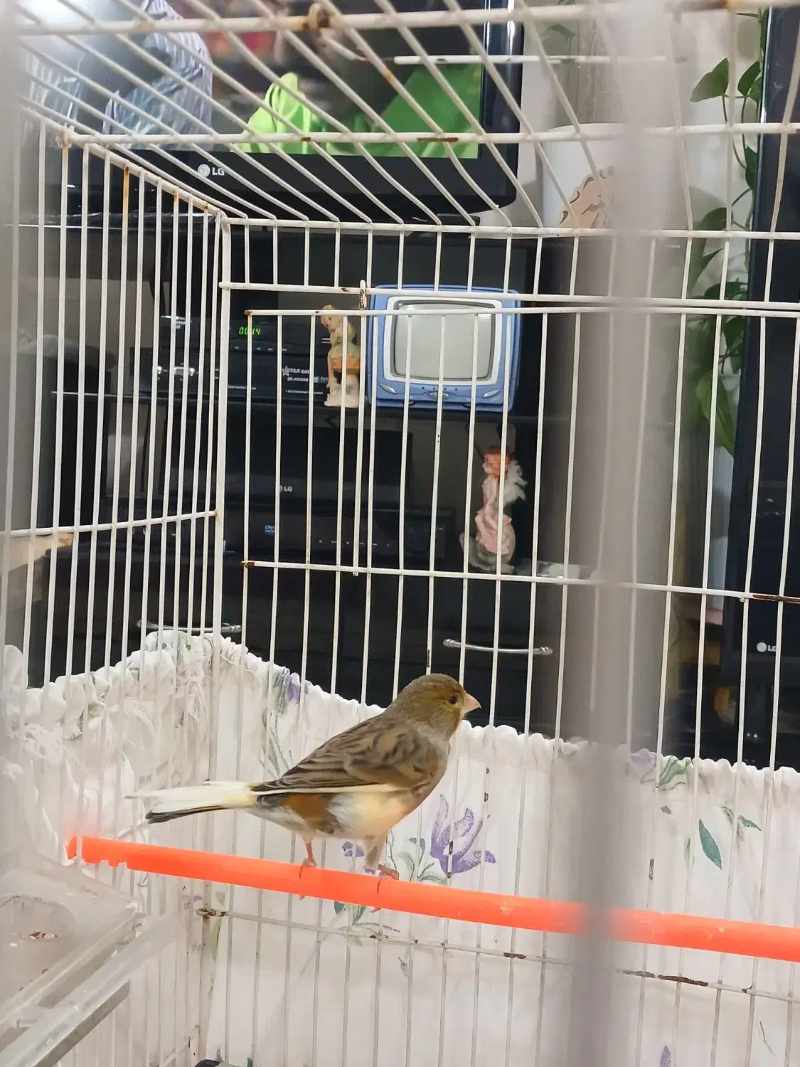 قناری|پرنده|نیشابور, شهرک بسیج|دیوار