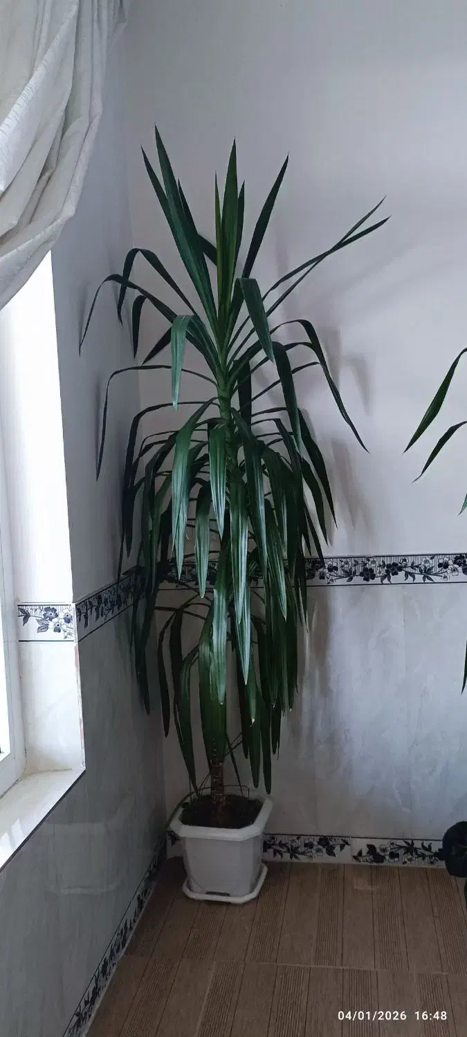 گل طبیعی|گل و گیاه طبیعی|جوانرود, |دیوار