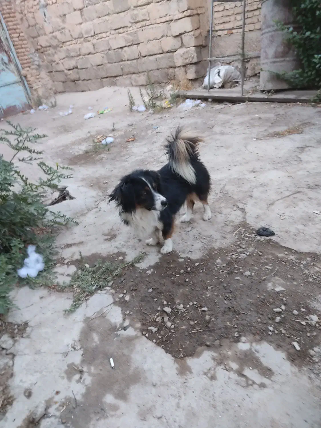 سگ اشپیتز|سگ|جونقان, |دیوار