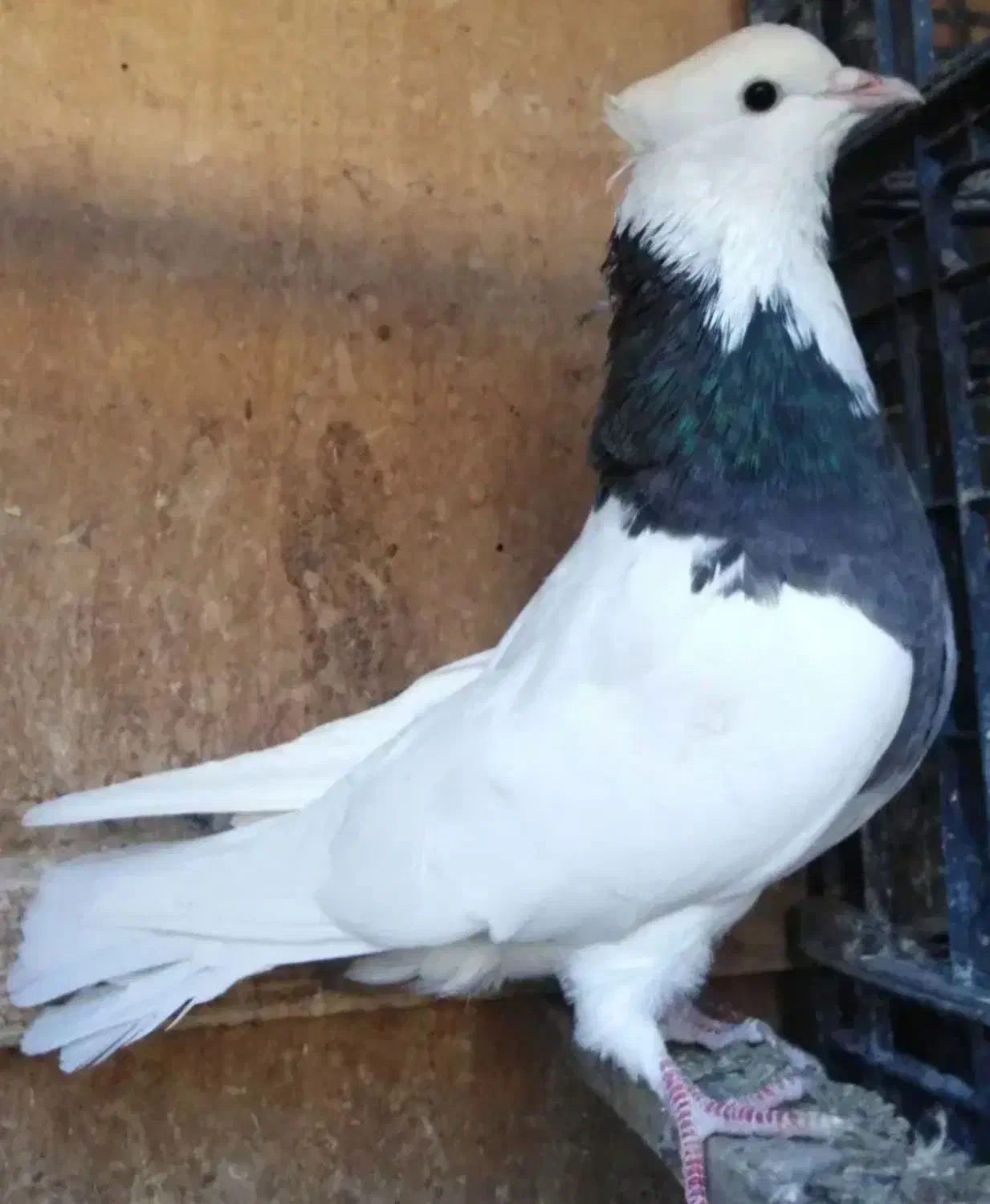 طوقی آبی،مشکی،سرخ،زرد،سرورکفترپرشی|پرنده|قم, هنرستان|دیوار