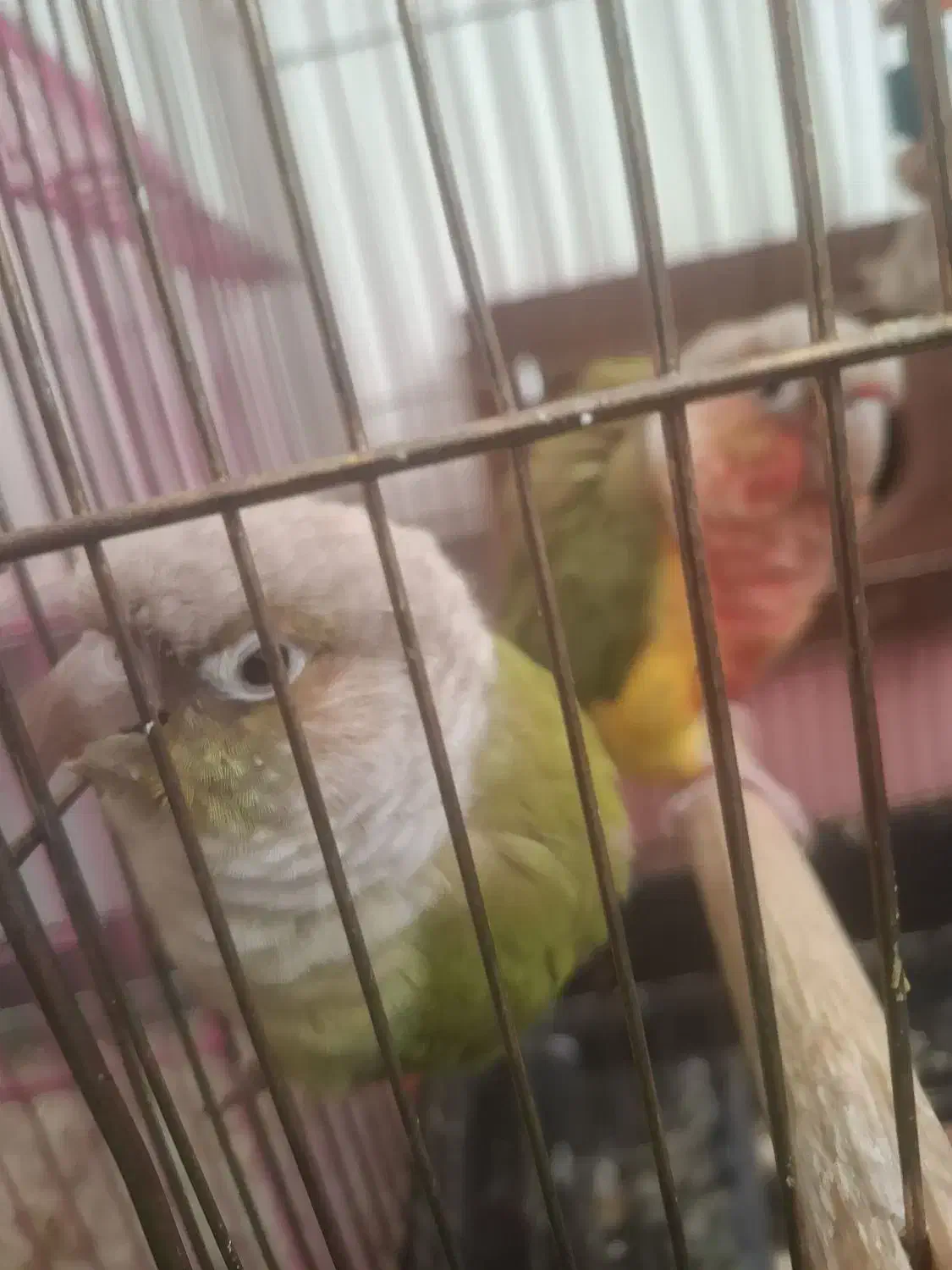 گرین چیک و عروسی هلندی|پرنده|خوی, |دیوار