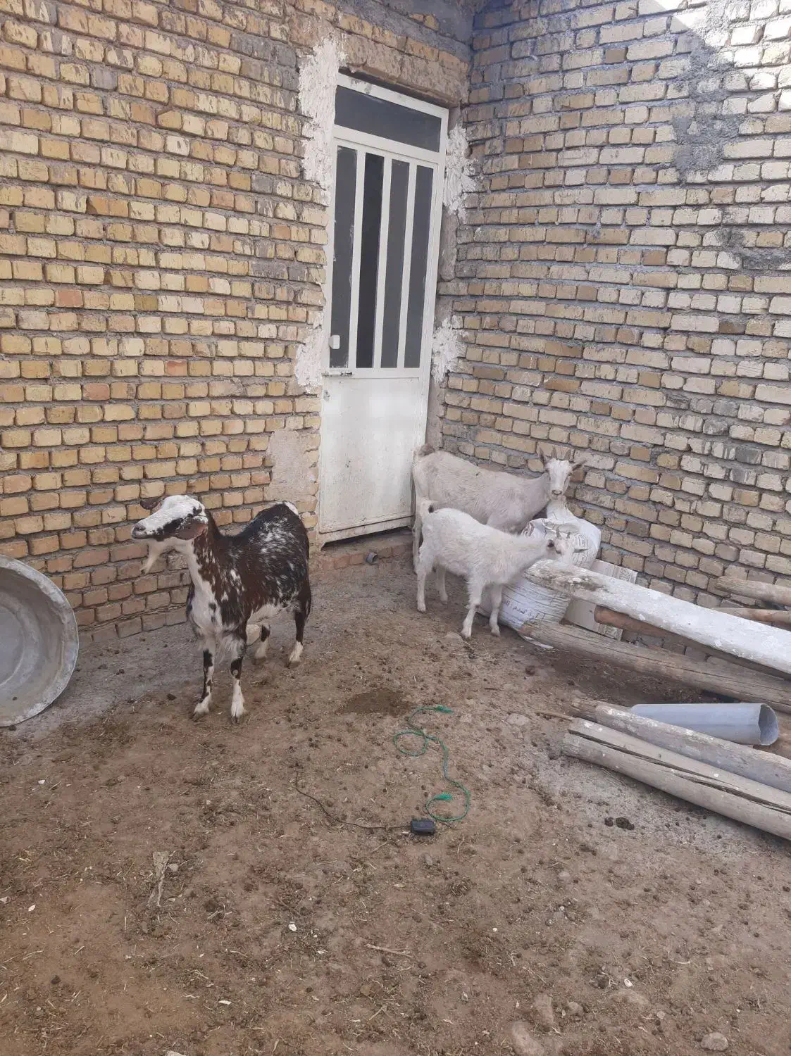 بزفرانسوی|حیوانات مزرعه|اراک, |دیوار