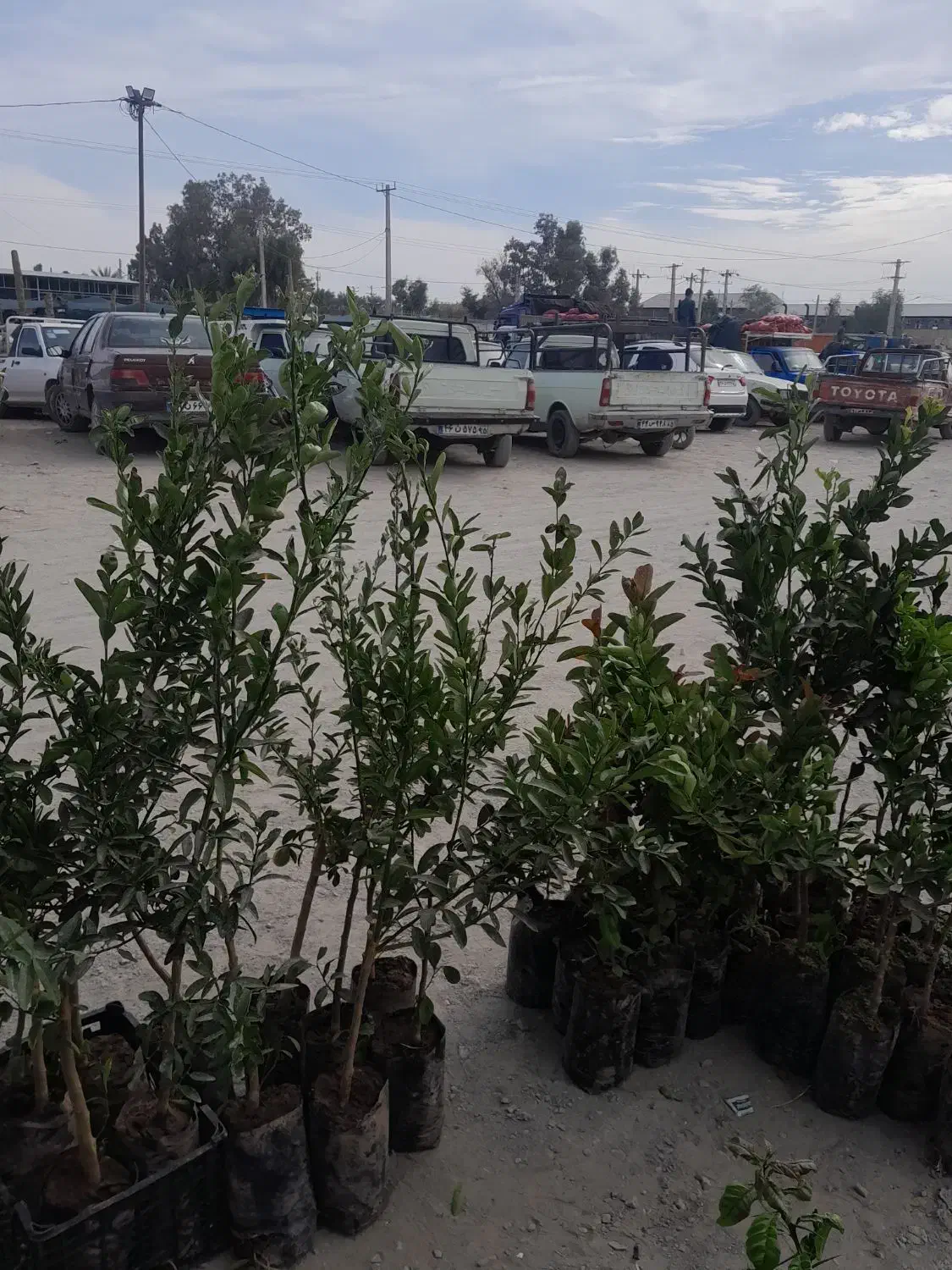 نهال پرتقال نارنگی لیمو|عمده‌فروشی|سراوان, |دیوار