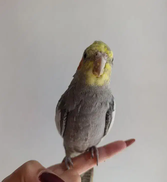 عروس هلندی گمشده به یابنده مژدگانی داده میشود|پرنده|کوهدشت, |دیوار