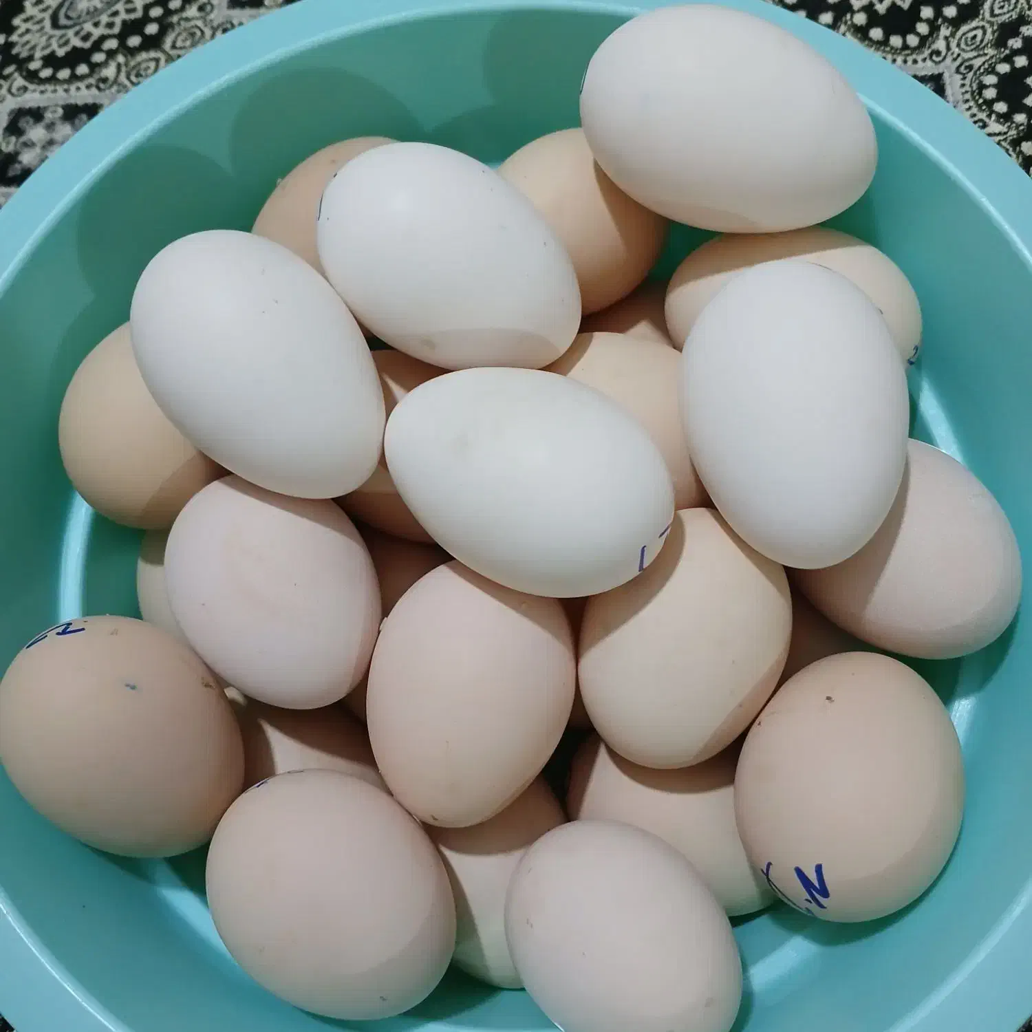 جوجه گلین۰ورورک وتخم نطفهدار تضمینی گلین و ورورک|حیوانات مزرعه|رباطکریم, شهرستانک|دیوار