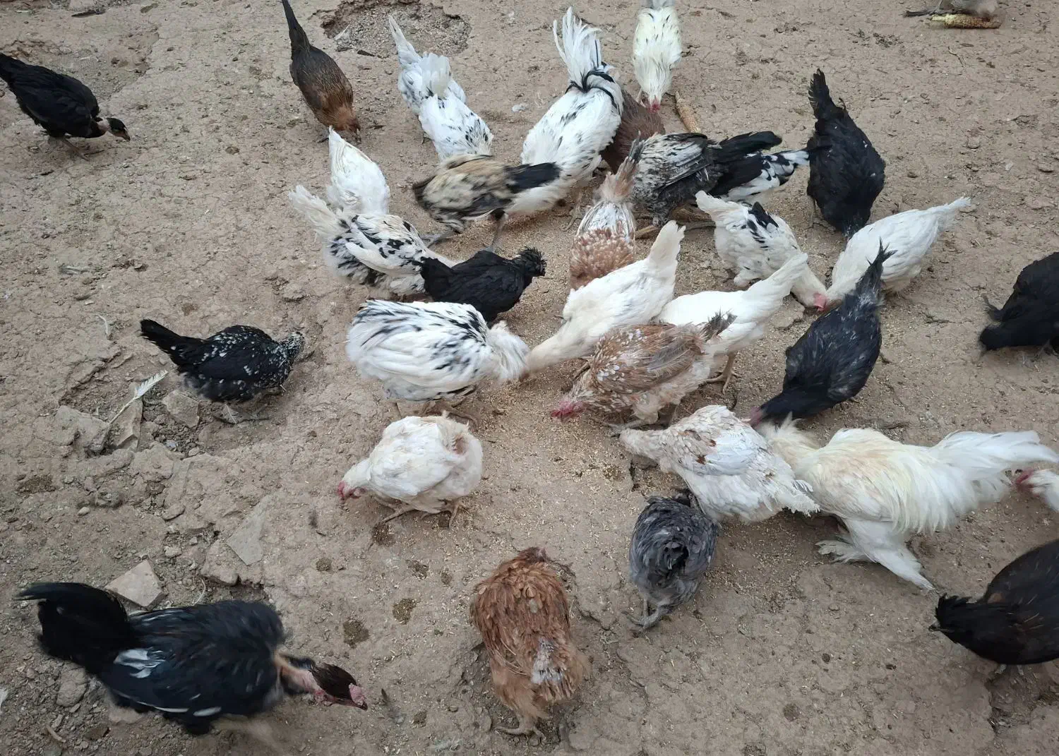 مرغ خروس گلین اصل درجه یک|حیوانات مزرعه|برخوار, |دیوار