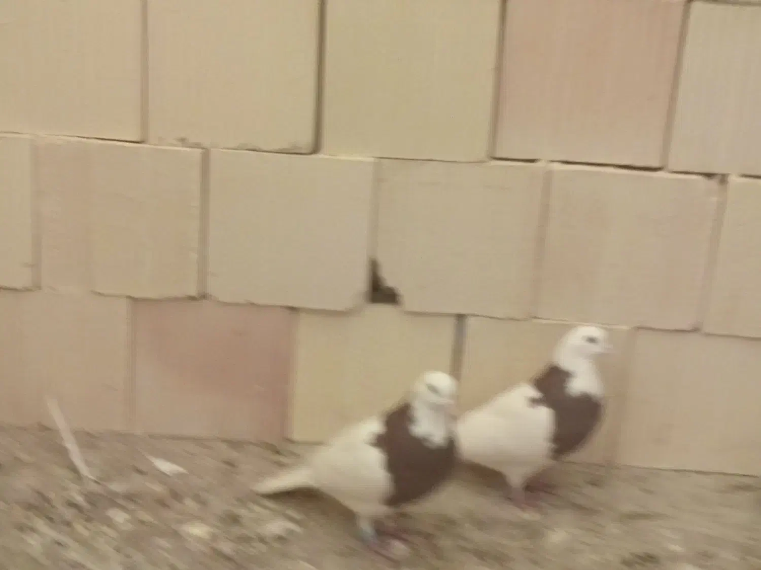 فروشی|لوازم جانبی موبایل و تبلت|سیرجان, |دیوار