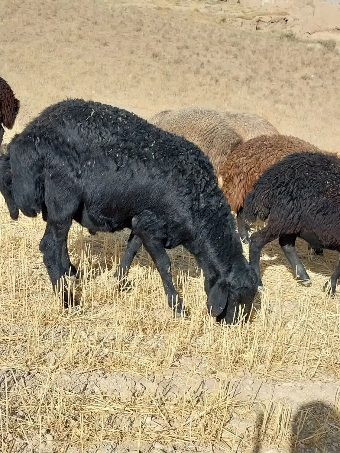 یونجه درجه یک ۶تن جو۱۶۰۰کیلو کاه ۱۲۰ خلوار|لوازم جانبی حیوانات|افشار, |دیوار