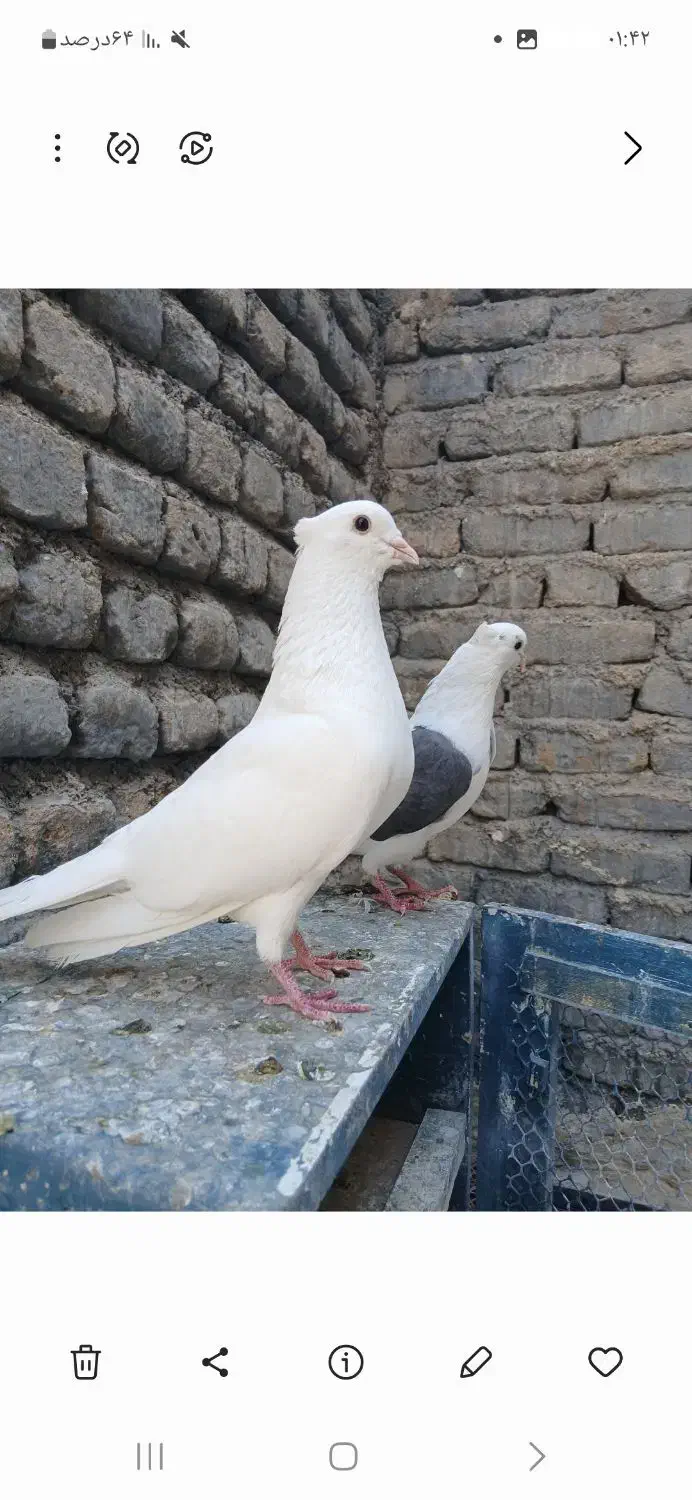 جوجه خوشونه اصیل|پرنده|خرمآباد, |دیوار