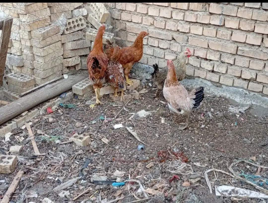 مرغ|حیوانات مزرعه|خرمشهر, |دیوار